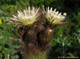 Weberbauerocereus johnsoni 1542